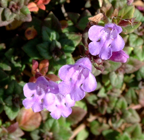 Acinos alpinus